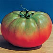 Tomato : Pomodoro Il Pantano Romanesco