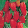 Tomato : Il San Marzano Lungo