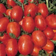 Tomato : Pomodoro Rio Grande