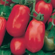 Tomato : Pomodora Roma Nano