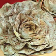 Italian Cicoria Variegata de Castelfranco Chicory Seeds