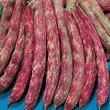 Italian Fagioli Nani Splendido (Borlotto Bean) Bush Bean Seeds