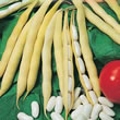 Italian Fagioli Nani Impero Bianco (Cannellino Bean) Seeds