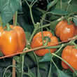 Thompson and Morgan Pepper : Sweet : Gourmet Seeds