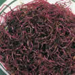 Beet Sprouting Seeds by Thompson and Morgan