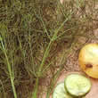 Thompson and Morgan Fennel Seeds
