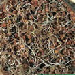 Lentil Sprouting Seeds by Thompson and Morgan