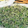 Onion Sprouting Seeds by Thompson and Morgan