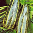 Thompson and Morgan Marrow : Long Green Striped Seeds