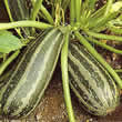 Thompson and Morgan Marrow : Green Bush Seeds