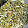 Rocket Sprouting Seeds by Thompson and Morgan