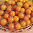 Thompson and Morgan Gold Nugget tomato Seeds