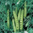 Thompson and Morgan Pea : Garden : Greensage Seeds