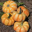 Thompson and Morgan Pumpkin : Hooligan F1 Hybrid Seeds