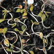 Sunflower Sprouting Seeds by Thompson and Morgan