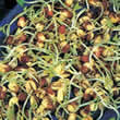 Adzuki Sprouting Seeds by Thompson and Morgan