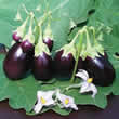 Thompson and Morgan Aubergine : Baby Rosanna F1 Hybrid Seeds