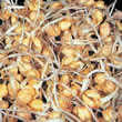 Chickpea Sprouting Seeds by Thompson and Morgan