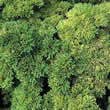Thompson and Morgan Parsley : Champion Moss Curled Seeds