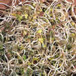 Mustard White Sprouting Seeds by Thompson and Morgan