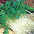Radish Sprouting Seeds by Thompson and Morgan