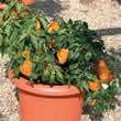 Thompson and Morgan Pepper : Sweet : Mohawk F1 Hybrid Seeds