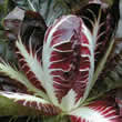 Thompson and Morgan Radicchio Treviso Precoce Mesola Seeds