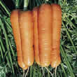 Thompson and Morgan Carrot : Resistafly F1 Hybrid Seeds