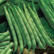 Thompson and Morgan Bean : Climbing Bean : Fasold Seeds
