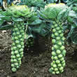 Thompson and Morgan Brussels Sprout : Bosworth F1 Seeds