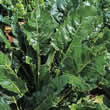 Thompson and Morgan Spinach : Perpetual (Spinach Beet) Seeds