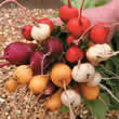 Thompson and Morgan Radish : Rainbow Mixed Seeds
