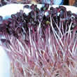 Radish Sango Sprouting Seeds by Thompson and Morgan