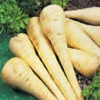 Thompson and Morgan Parsnip : Gladiator F1 Seeds