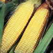 Thompson and Morgan Sweetcorn : Lark F1 Hybrid Seeds