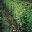 Thompson and Morgan Tarragon : Russian Seeds
