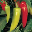 Thompson and Morgan Pepper : Chili/Hot : Inferno F1 (Moderately Hot) Seeds