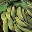 Thompson and Morgan Pea : Sugar Snap : Cascadia Seeds
