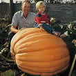 Thompson and Morgan Pumpkin : Dills Atlantic Giant Seeds