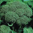 Thompson and Morgan Broccoli : Belstar F1 Hybrid Seeds