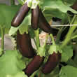 Thompson and Morgan Aubergine : Orlando F1 Hybrid Seeds