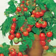 Thompson and Morgan Vilma Tomato Seeds