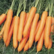 Thompson and Morgan Carrot : Nigel F1 Hybrid Seeds