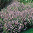 Thompson and Morgan Hyssopus officinalis Tricolour Mixed Seeds