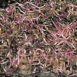 Red Cabbage Sprouting Seeds by Thompson and Morgan