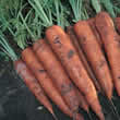 Thompson and Morgan Carrot : Mignon Seeds