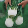 Thompson and Morgan Fennel : Victoria F1 Hybrid Seeds
