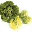 Thompson and Morgan Lettuce : Tin Tin Seeds