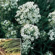 Thompson and Morgan Chives : Garlic Chinese Seeds
