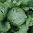 Thompson and Morgan Lettuce : Iceberg : Sonette Seeds